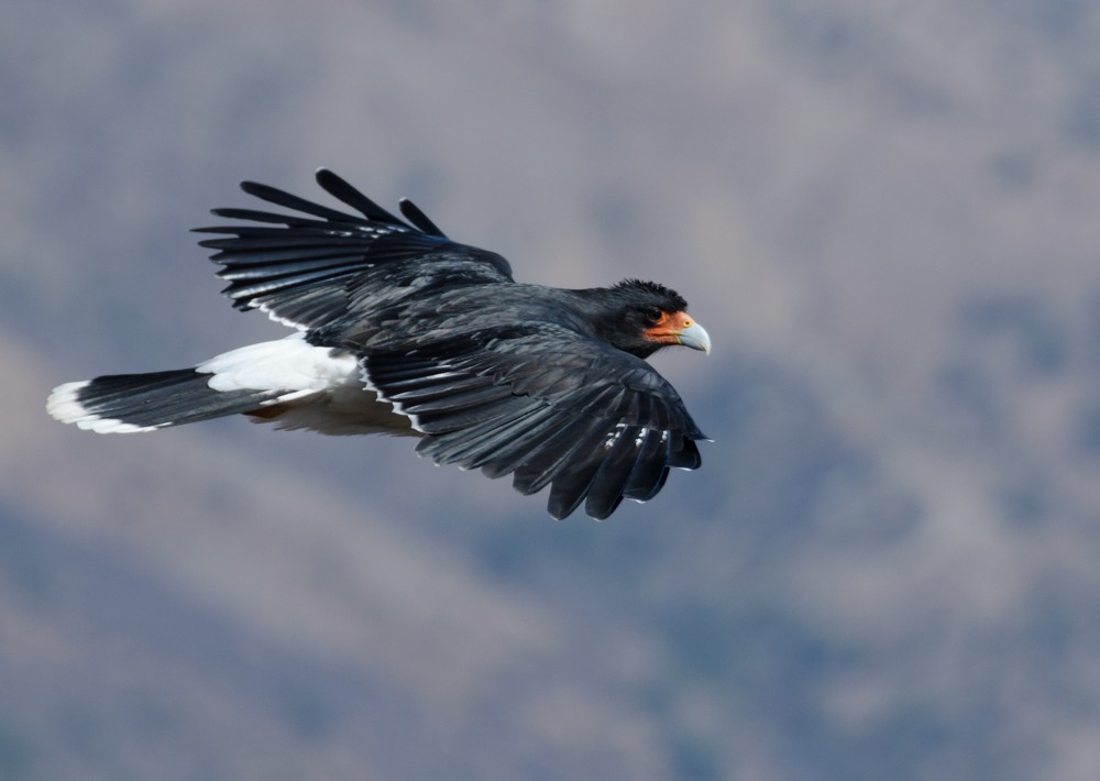 Mountain Caracara - Pablo Gutiérrez Maier