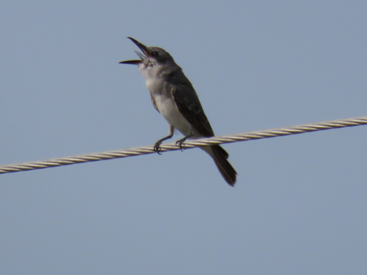 Gray Kingbird - ML259084321