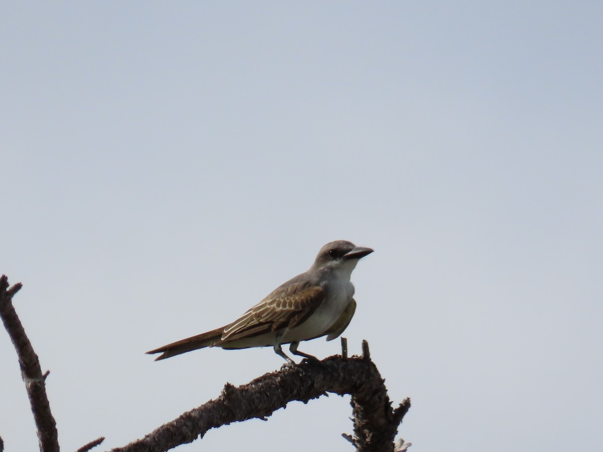 Gray Kingbird - ML259084331