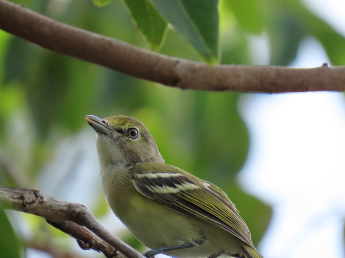 White-eyed Vireo - Lori Mathis