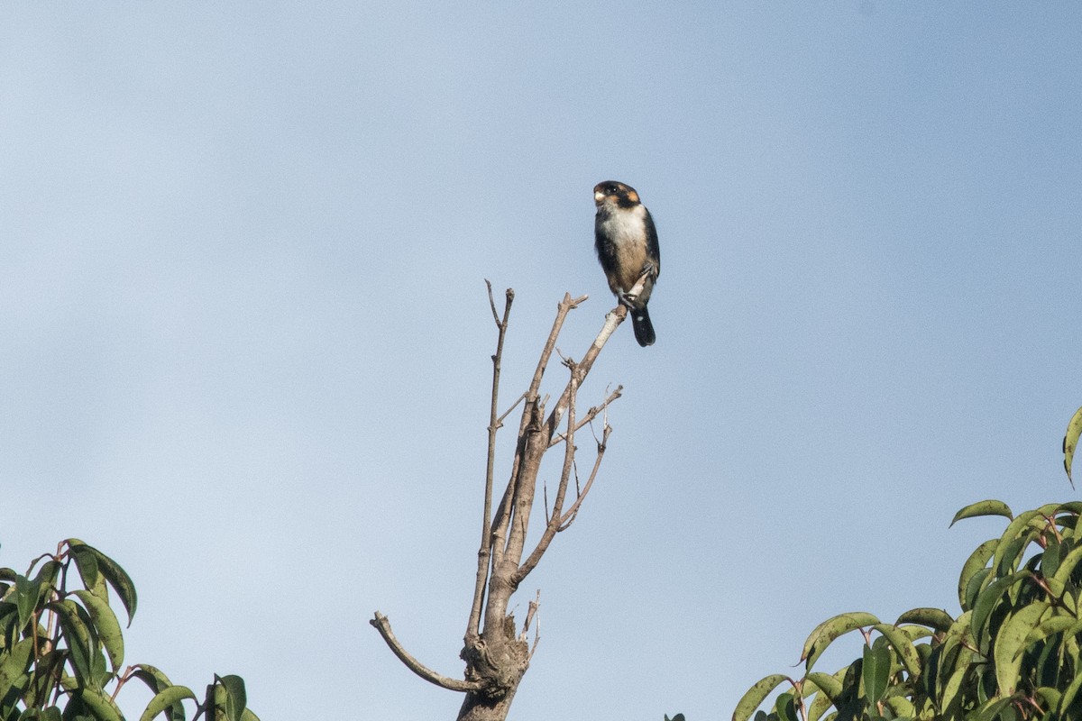 Black-thighed Falconet - ML259085301