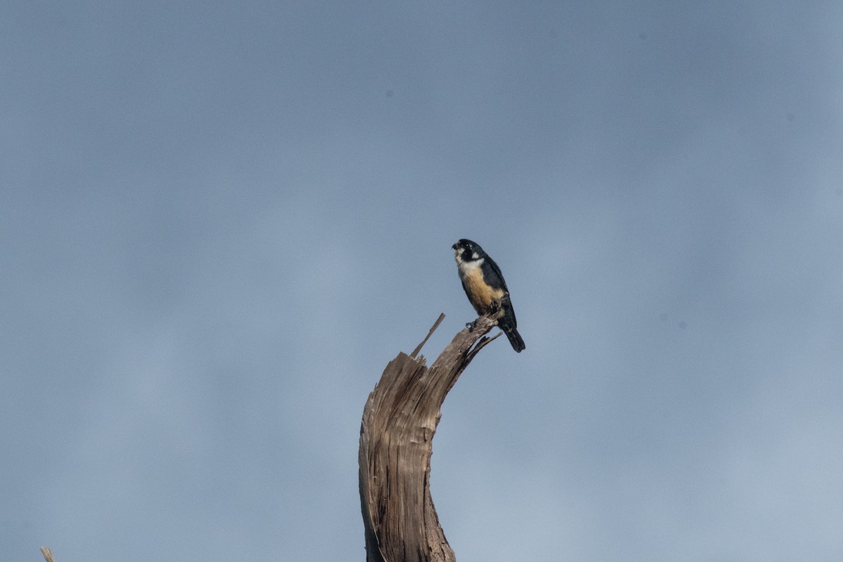 Black-thighed Falconet - Tanakorn Chantasuban