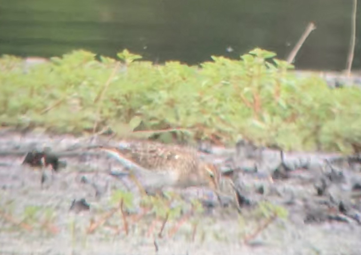 Pectoral Sandpiper - ML259085561