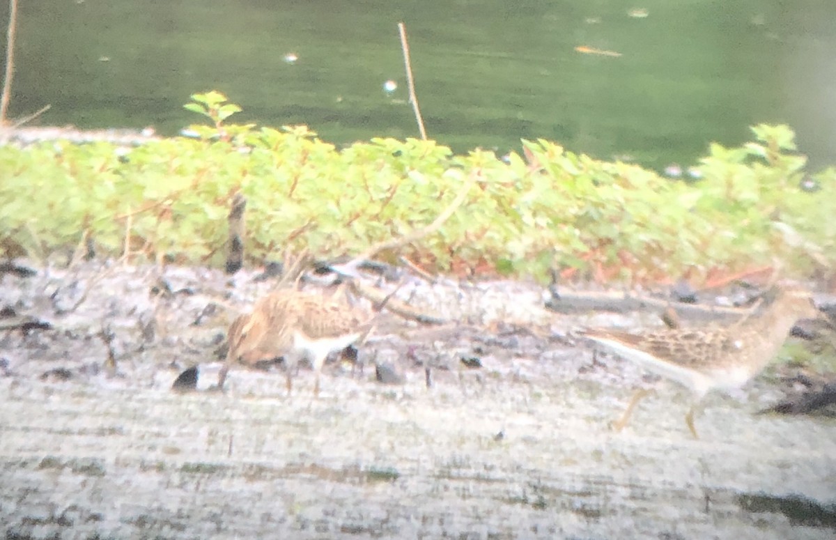 Pectoral Sandpiper - ML259085651