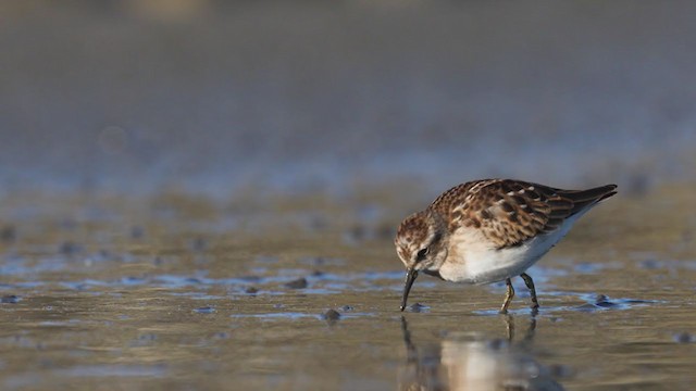 Least Sandpiper - ML259085851