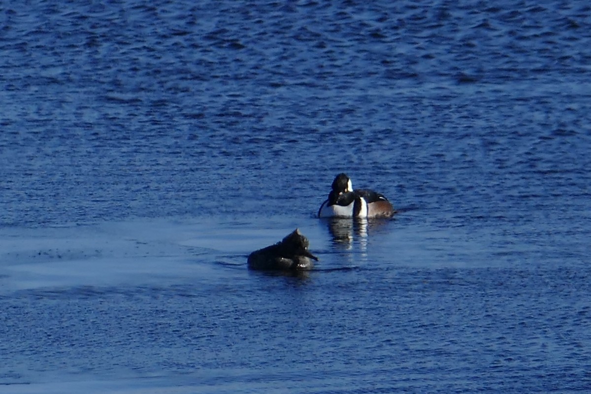 Hooded Merganser - ML259086091