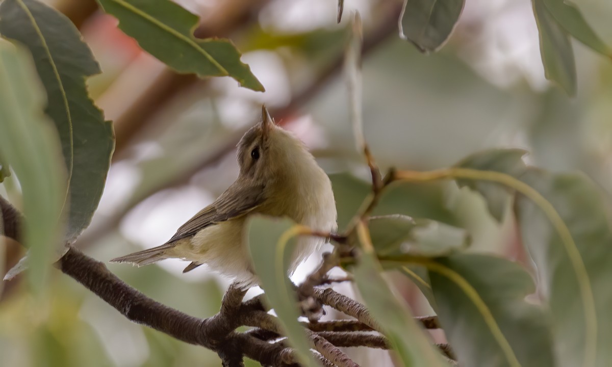 Warbling Vireo - ML259086401