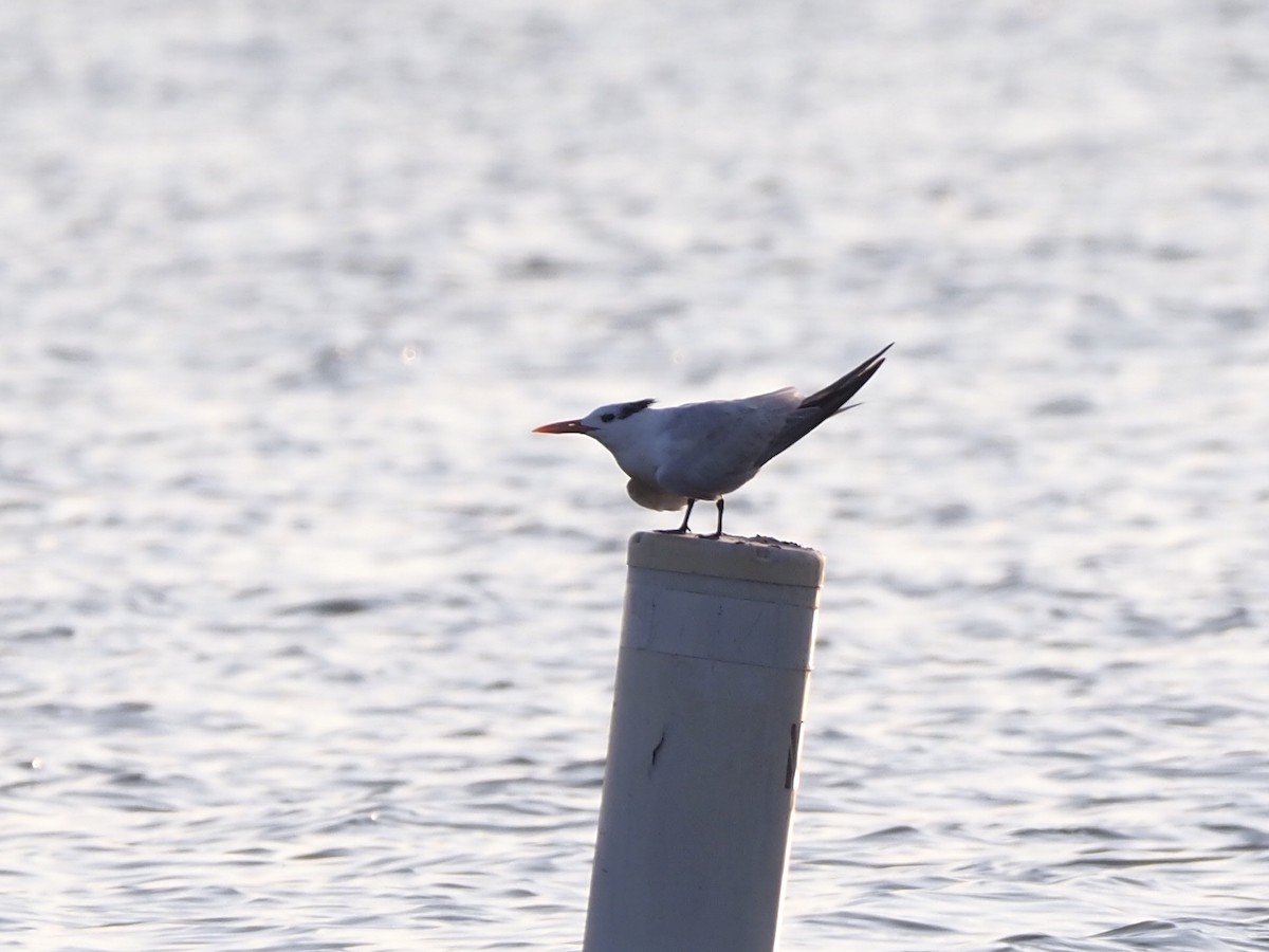 Royal Tern - Michael McCloy