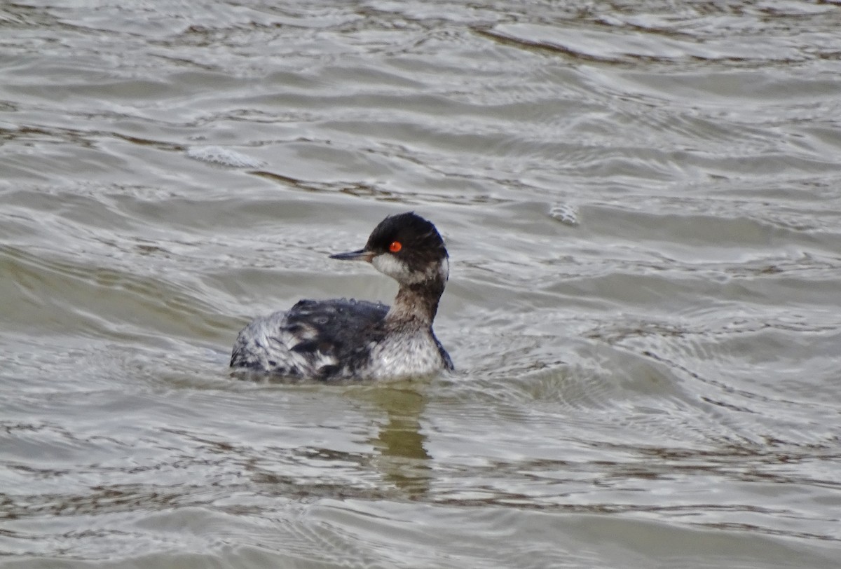 Eared Grebe - ML25908701