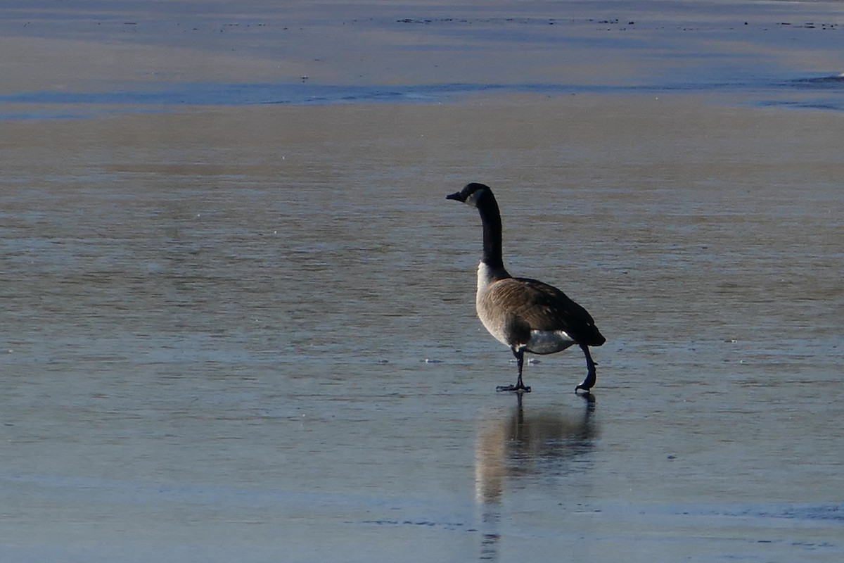 Barnacla Canadiense Grande - ML259087191