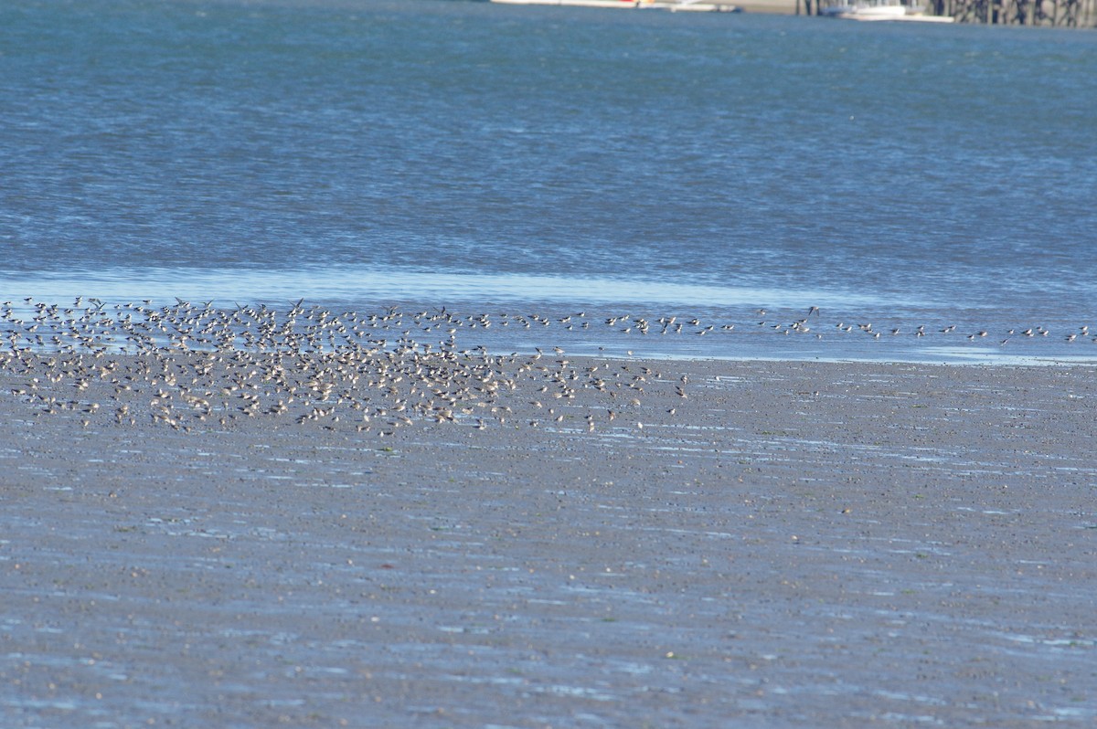 Semipalmated Sandpiper - ML259088121