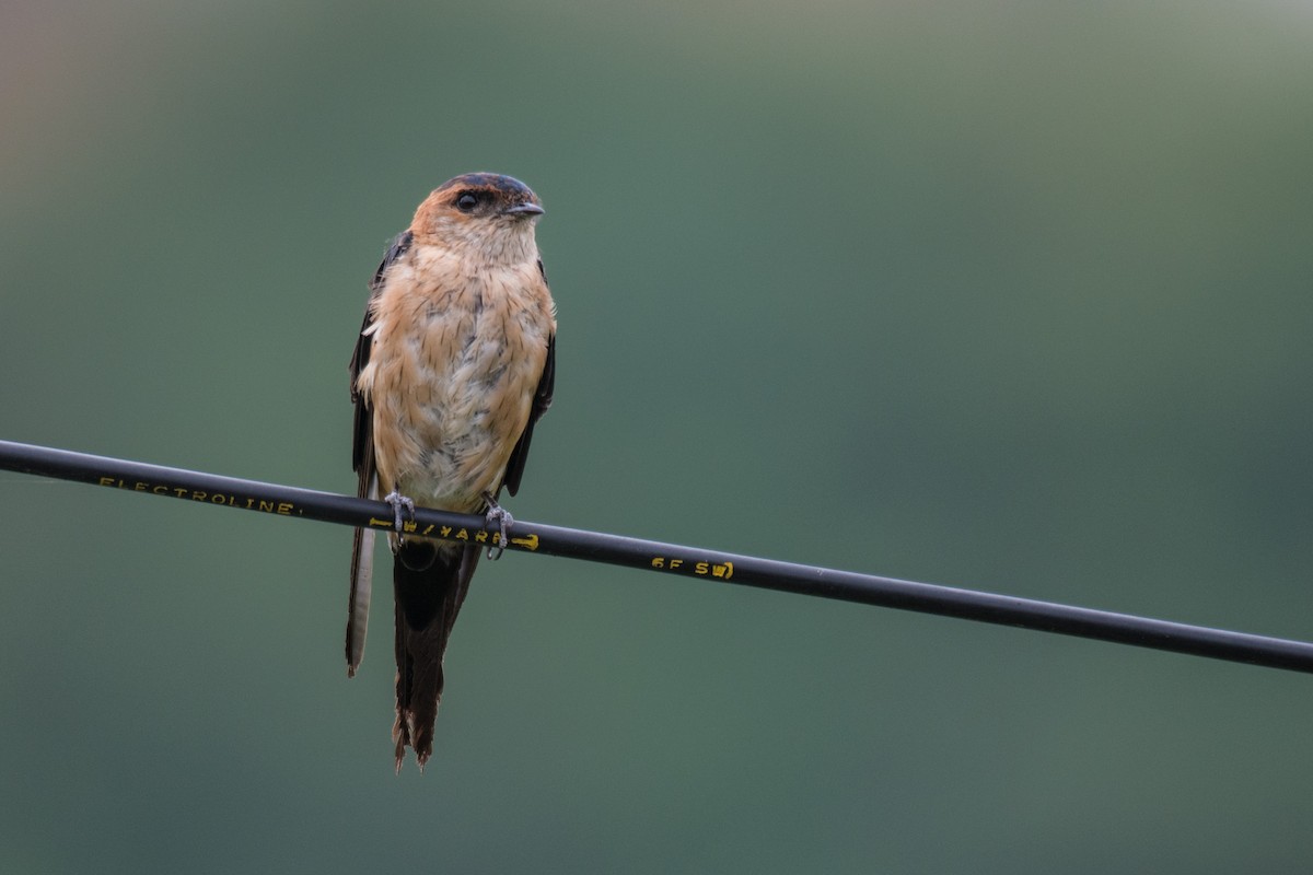 Red-rumped Swallow (Red-rumped) - ML259088141