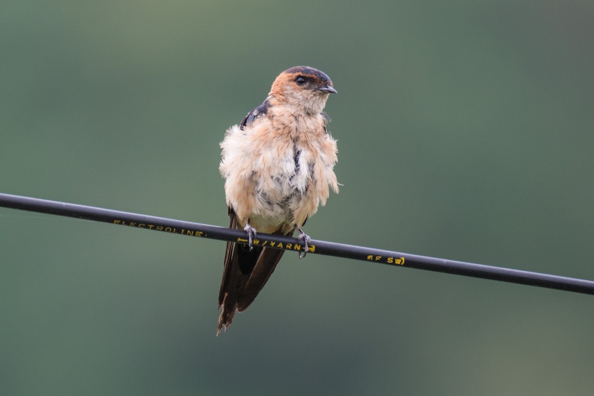 Red-rumped Swallow (Red-rumped) - Ian Hearn