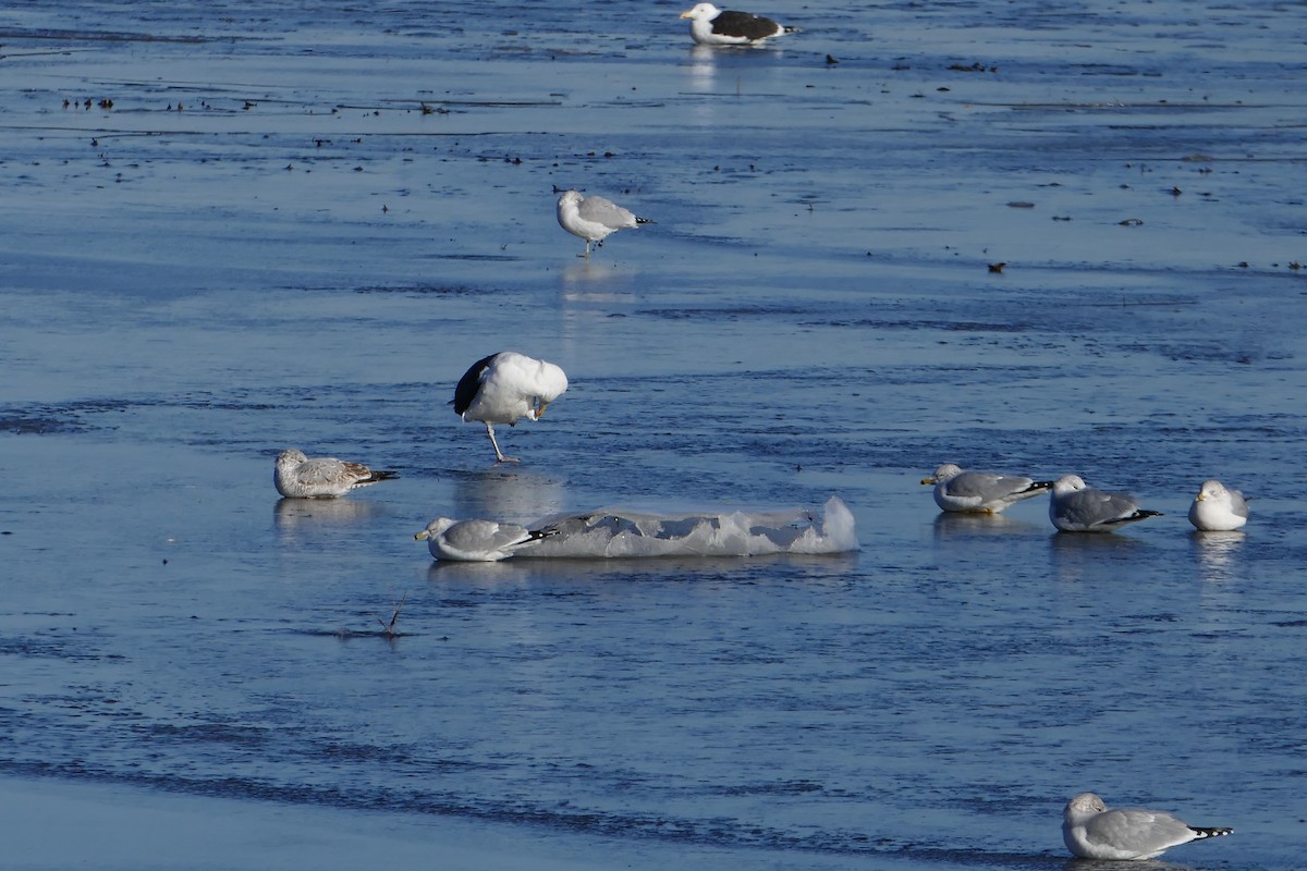 Ring-billed Gull - ML259088421