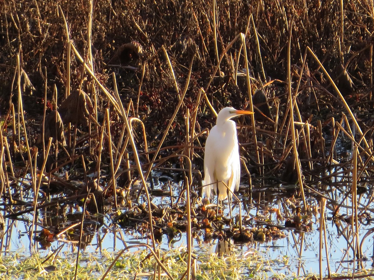 Great Egret - ML259089831