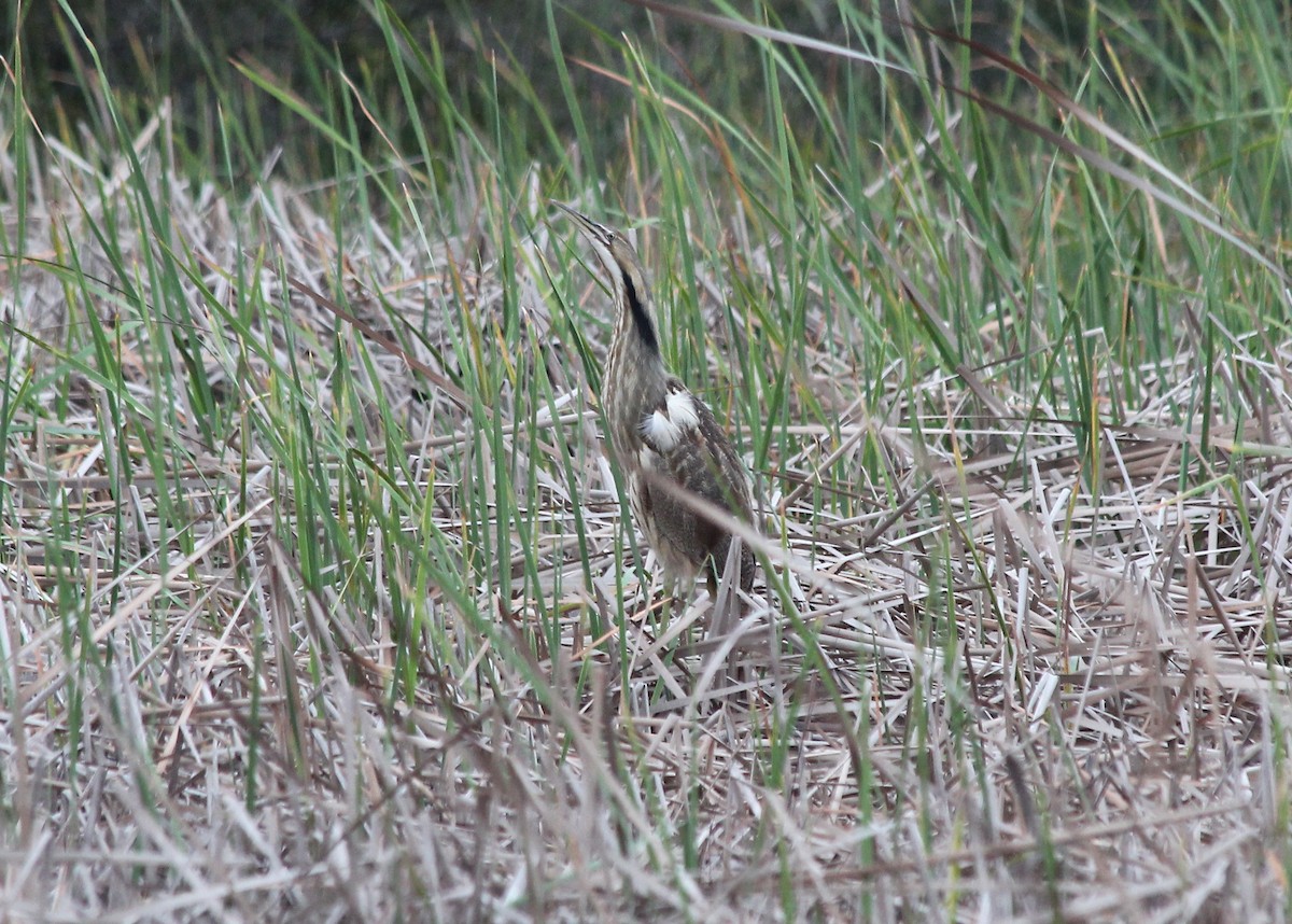 American Bittern - ML25909001