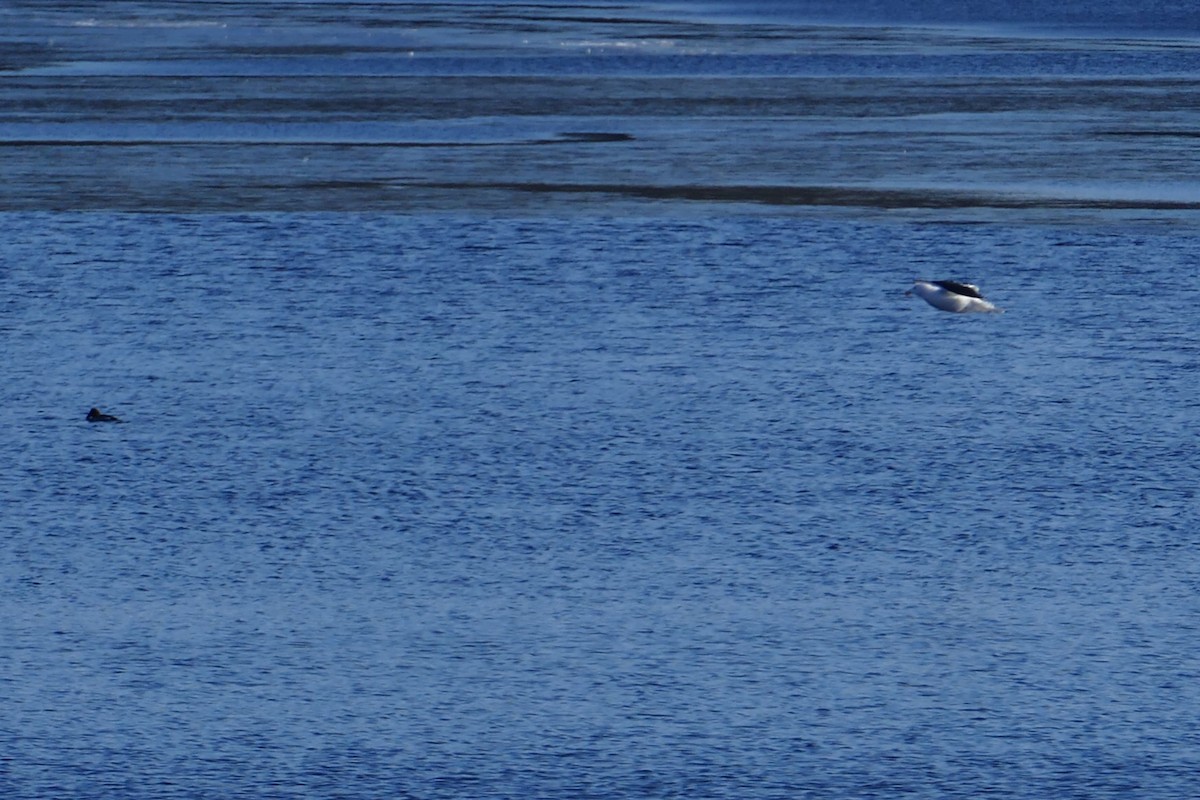 Great Black-backed Gull - ML259090311