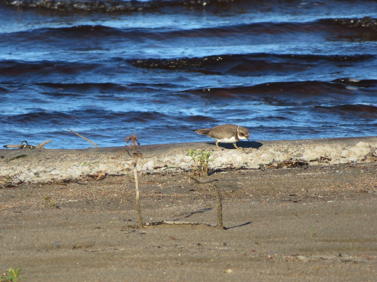 Semipalmated Plover - ML259091771