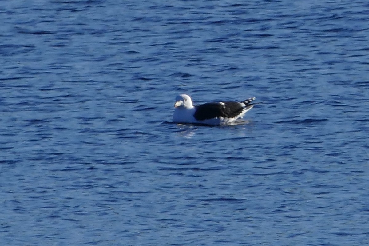 Great Black-backed Gull - ML259093201