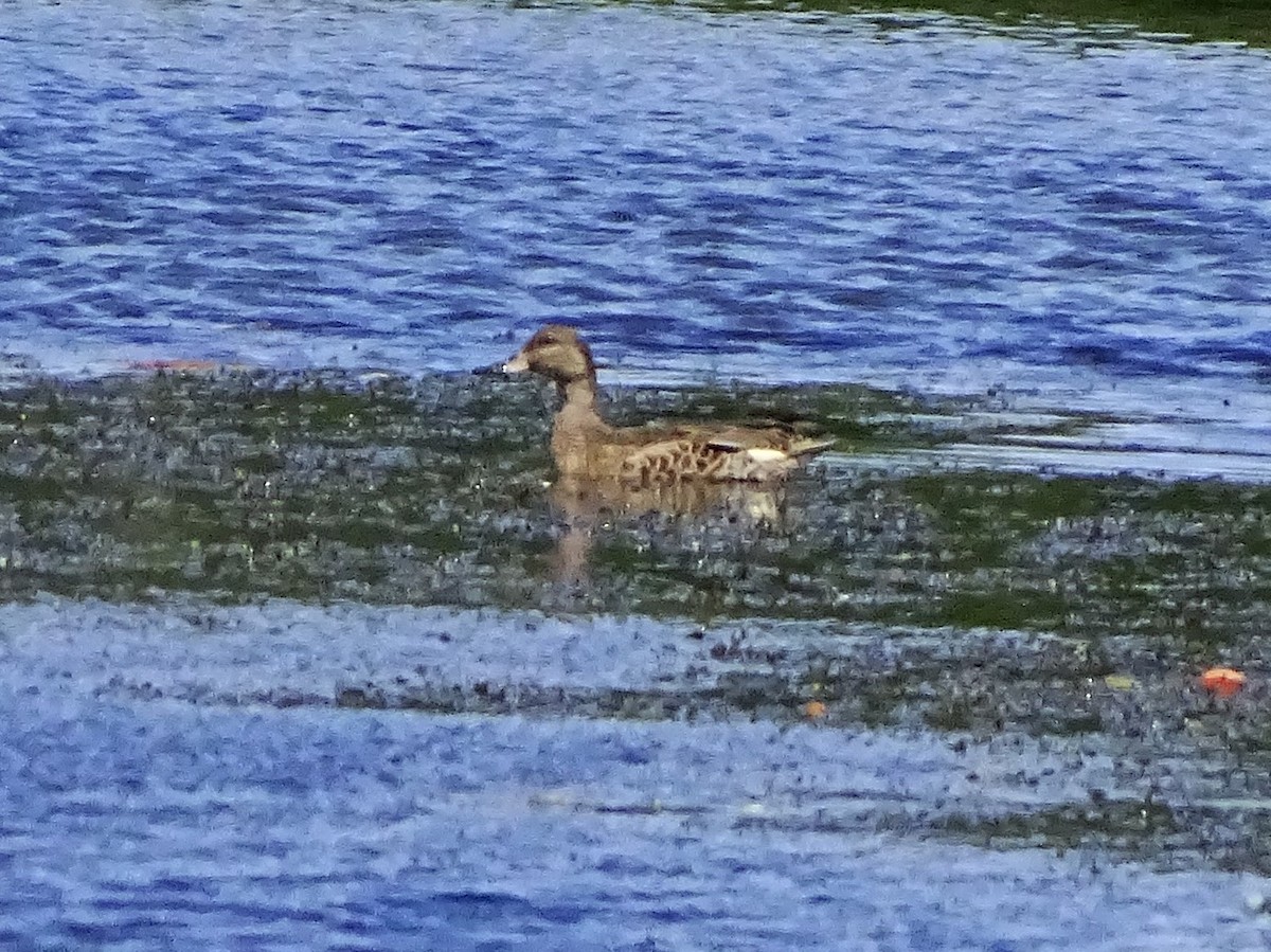 Бор нугас - ML259093591