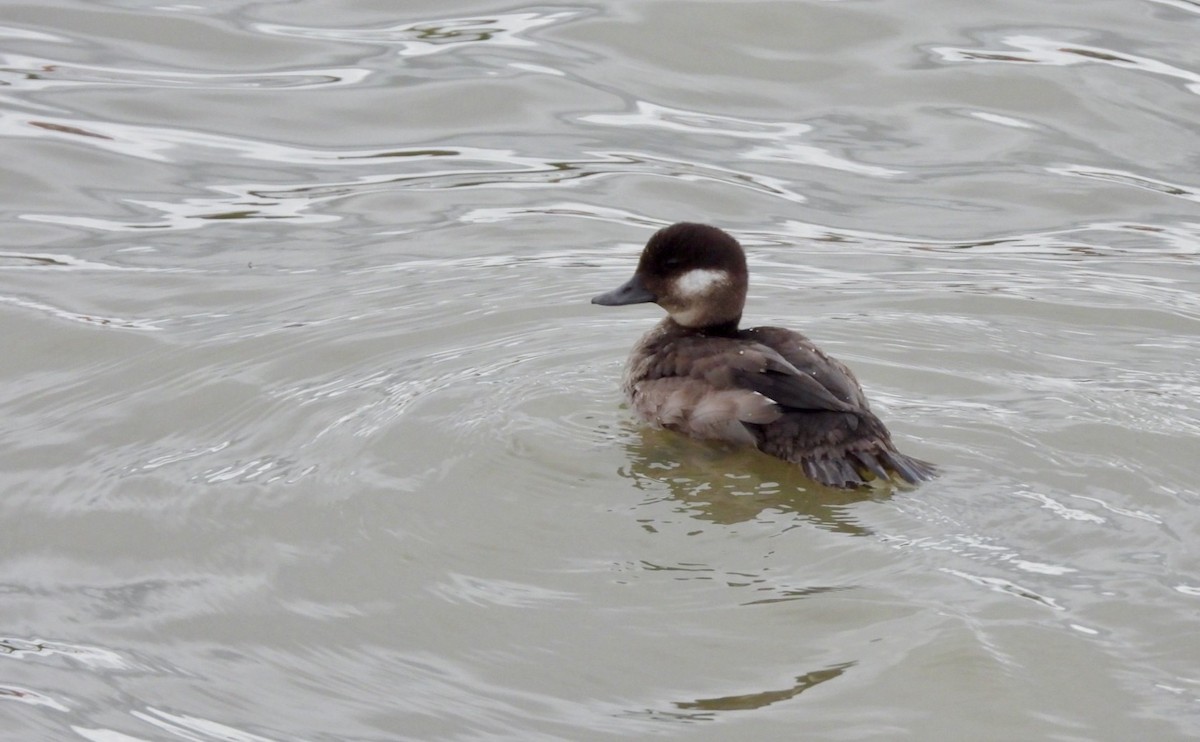 Bufflehead - Marie-Pierre Rainville