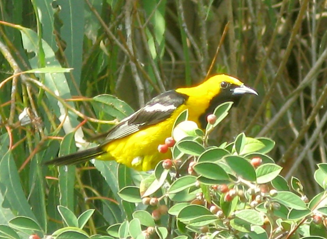 Hooded Oriole - ML259094141