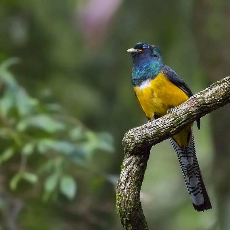 Atlantic Black-throated Trogon - ML259094181