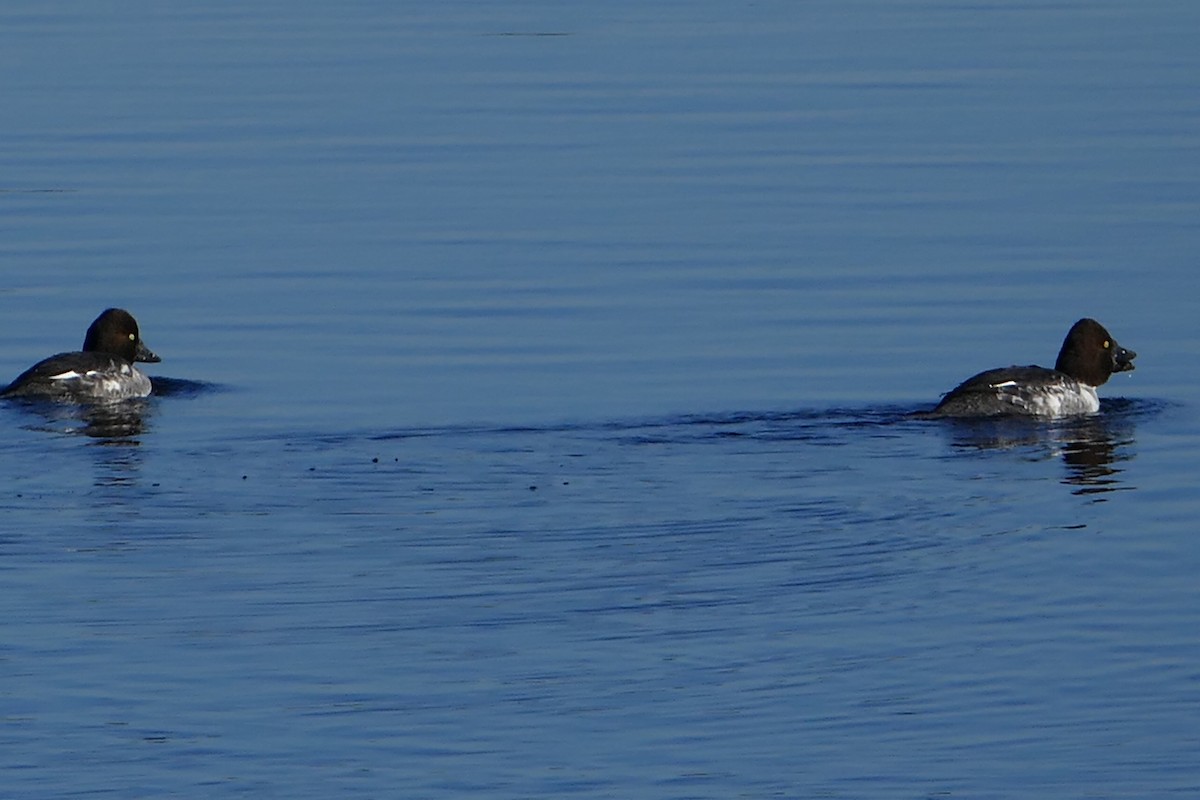 Common Goldeneye - ML259094331