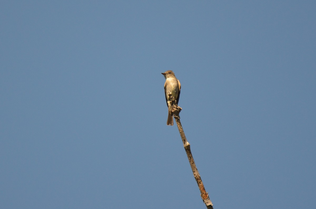 Western Wood-Pewee - ML259095381