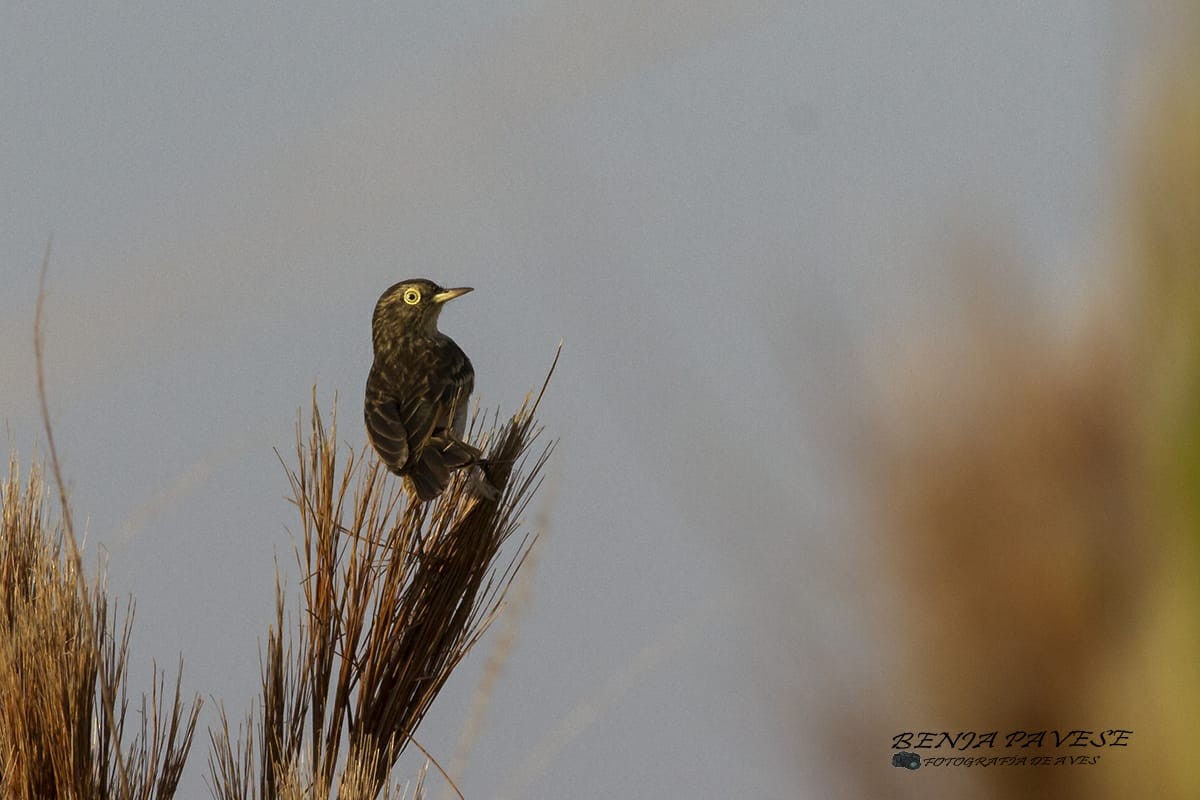 Spectacled Tyrant - ML259095741