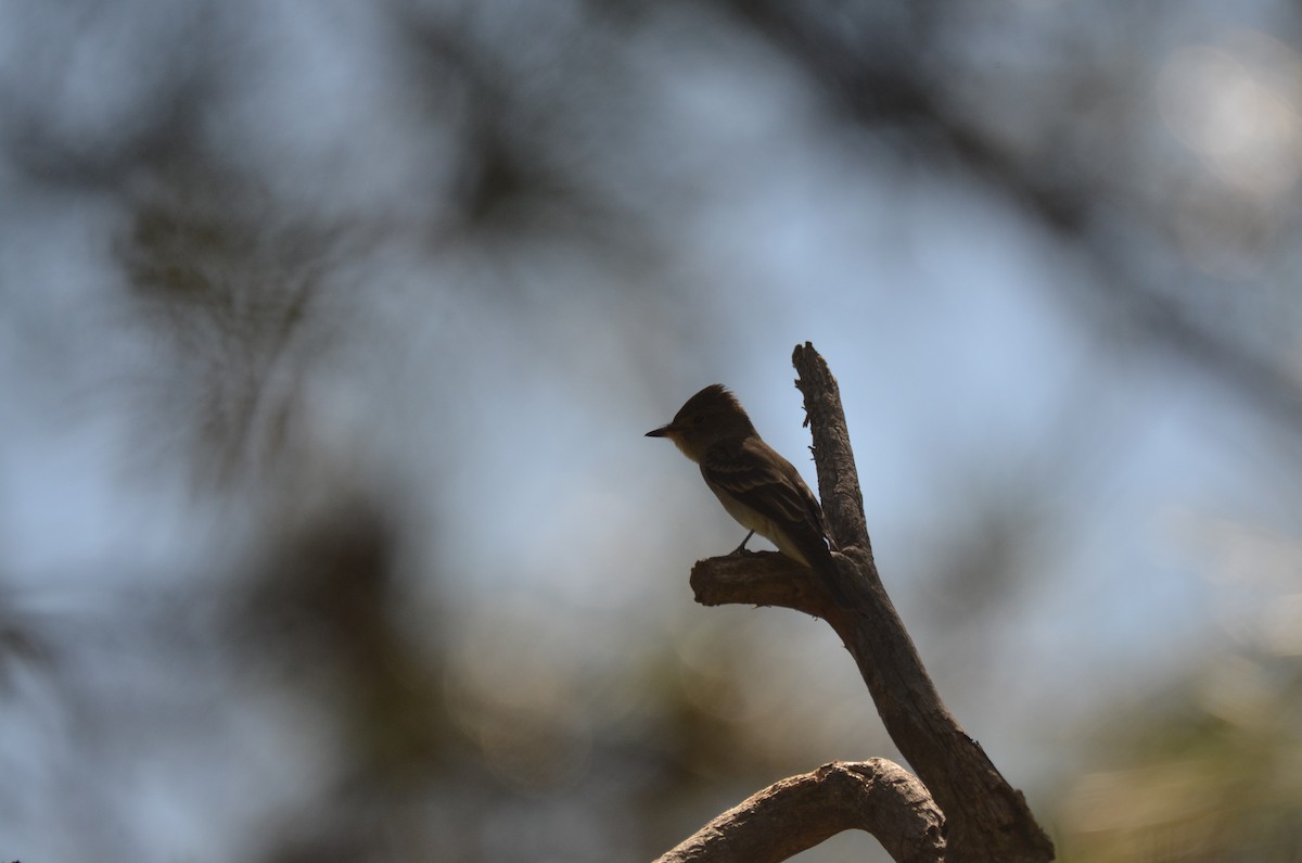 Western Wood-Pewee - ML259096881