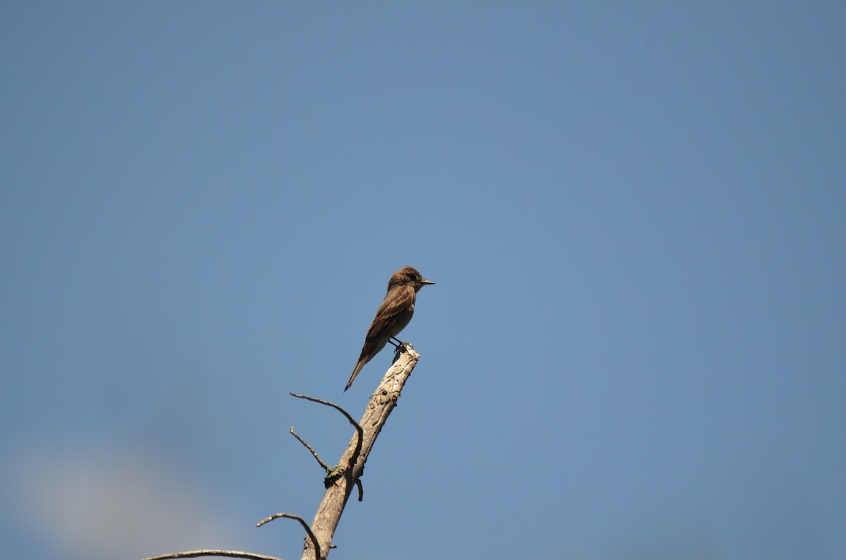 Western Wood-Pewee - ML259097181