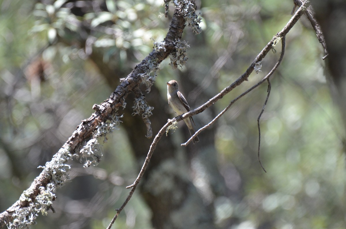 Western Wood-Pewee - ML259097191