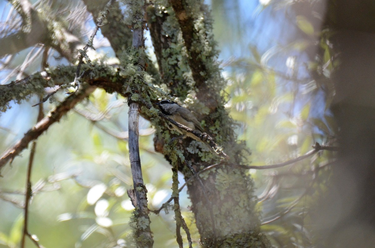 Mésange de Gambel - ML259097311