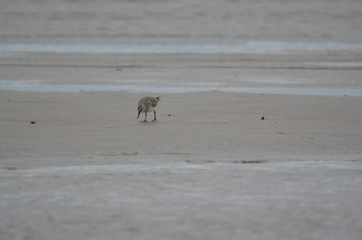 Red Knot - ML25909741