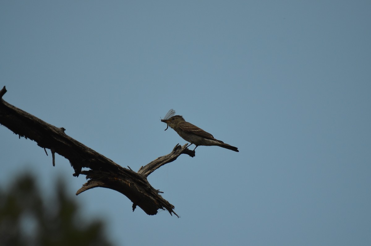 Western Wood-Pewee - ML259098061