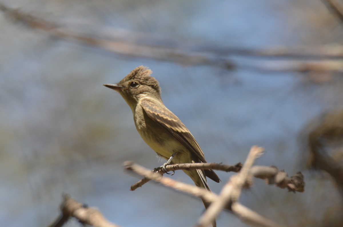 Western Wood-Pewee - ML259098161