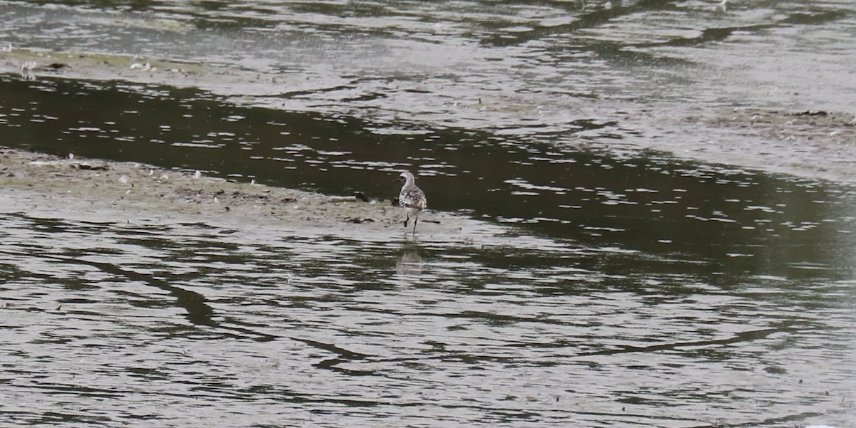 Black-bellied Plover - James Wheat