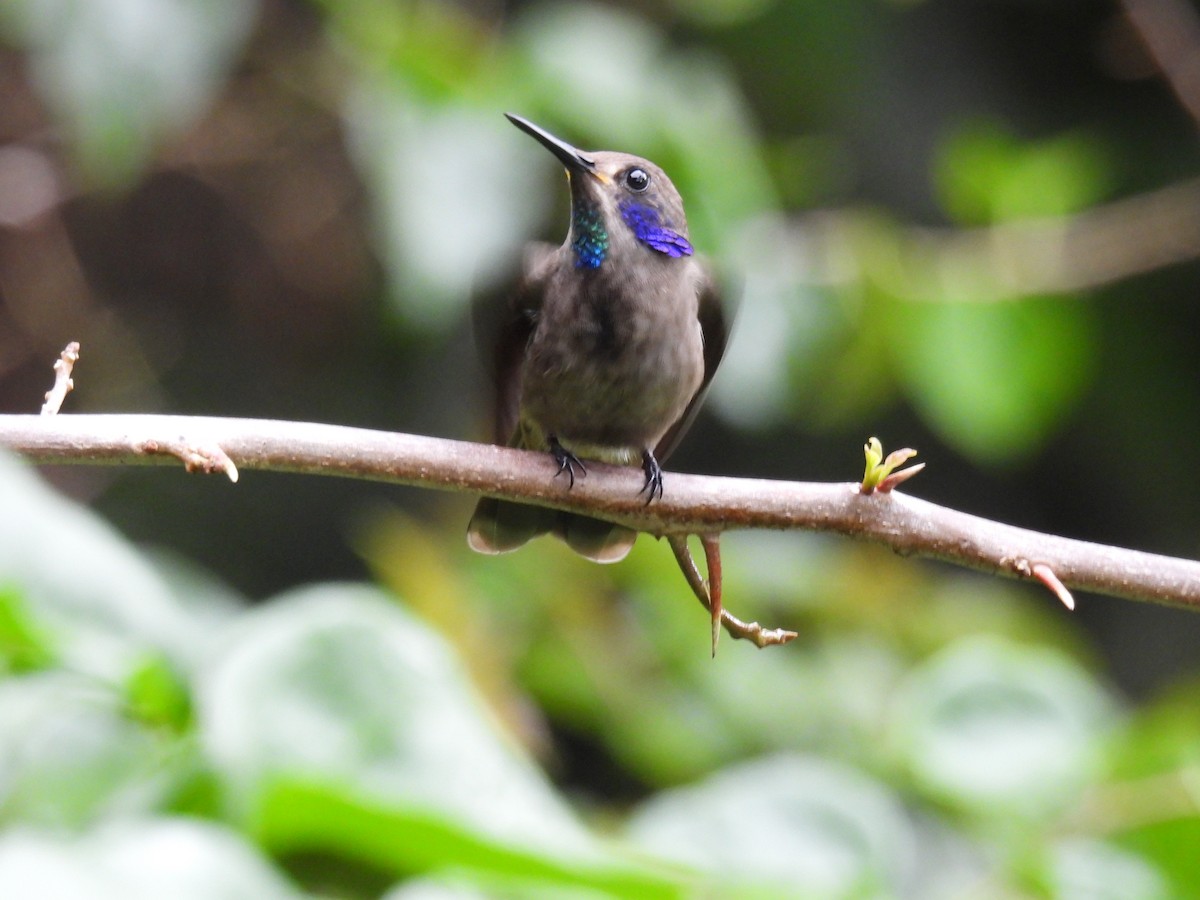 Brown Violetear - Carlos Ulate