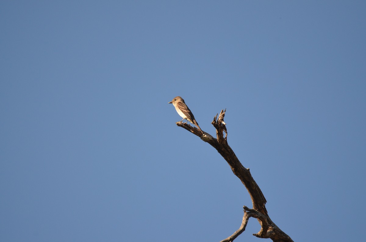 Western Wood-Pewee - ML259099461