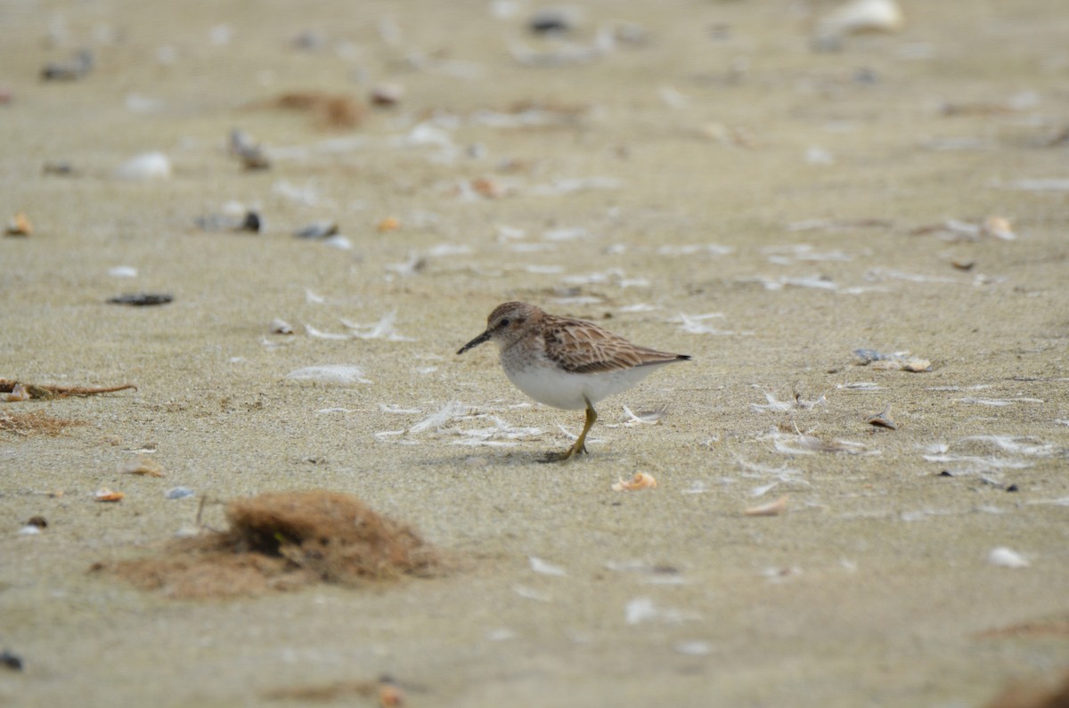 Least Sandpiper - ML25909961