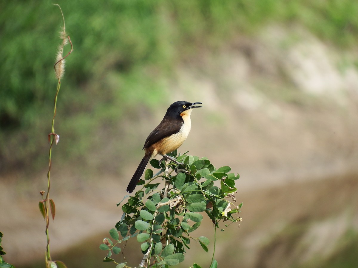 Black-capped Donacobius - ML259099651
