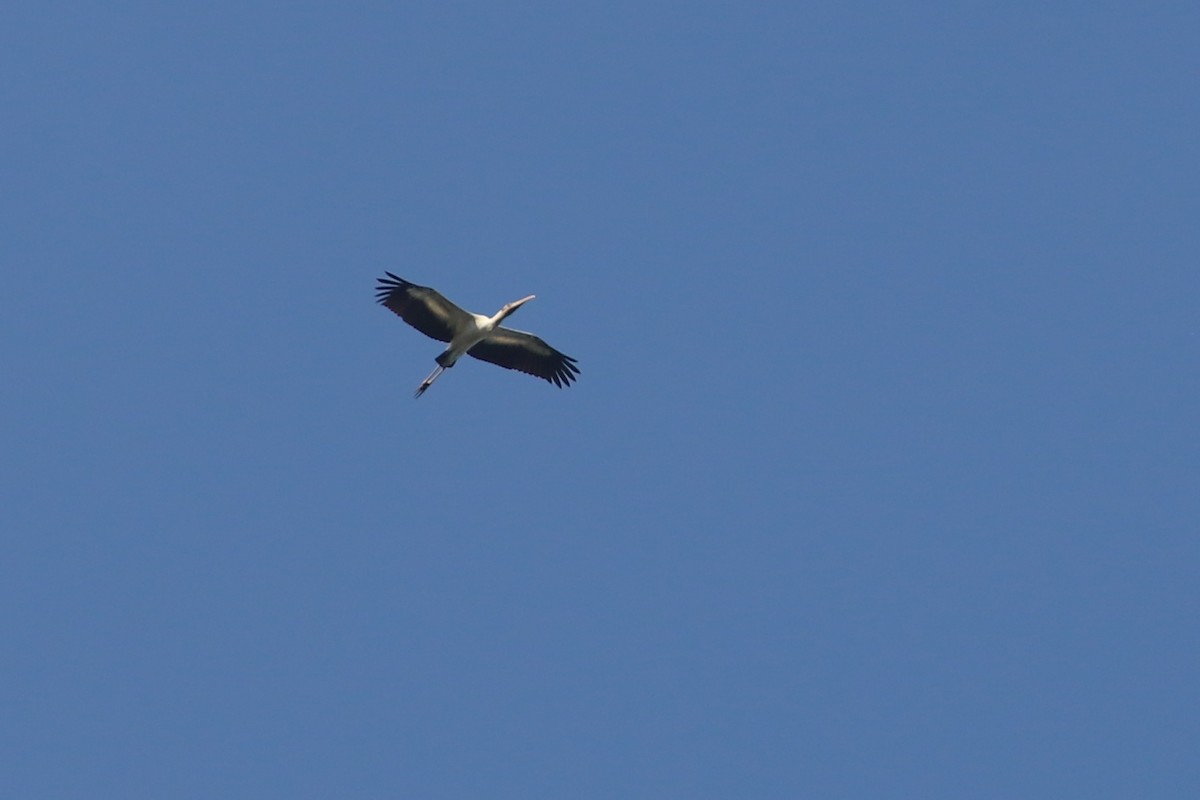 Wood Stork - ML259100041