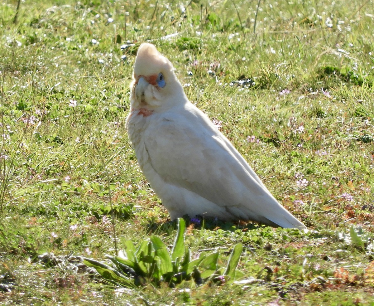 Long-billed Corella - Anonymous