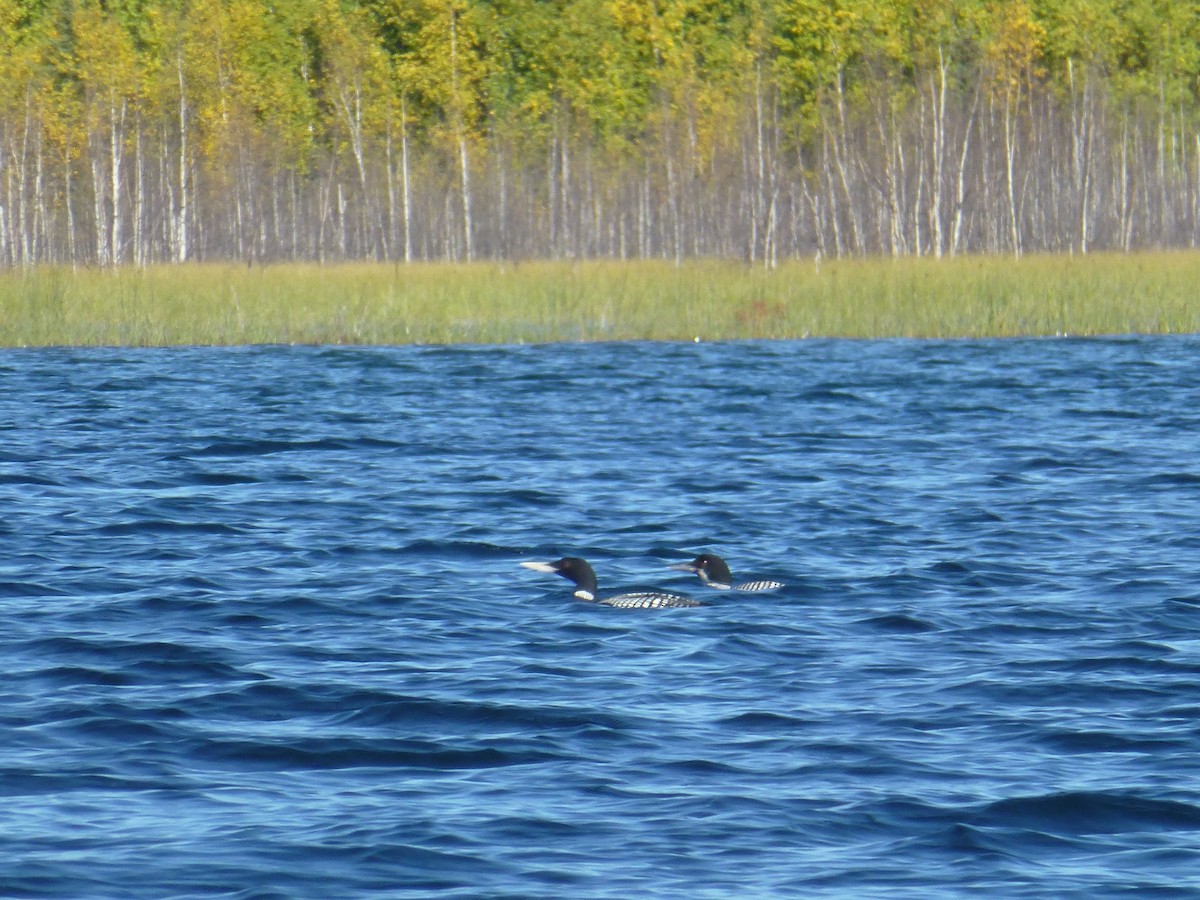 Yellow-billed Loon - ML259101231