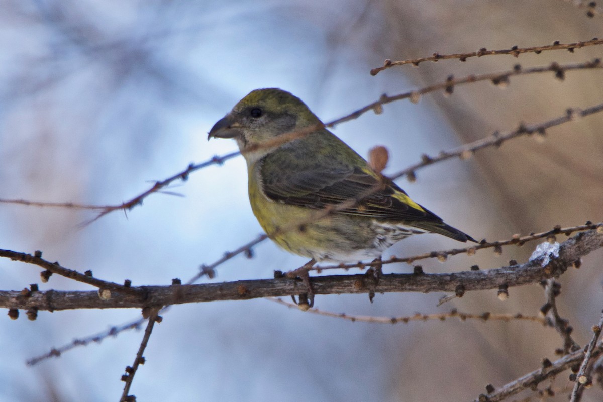 Гацуурын солбин хошуут - ML259102241