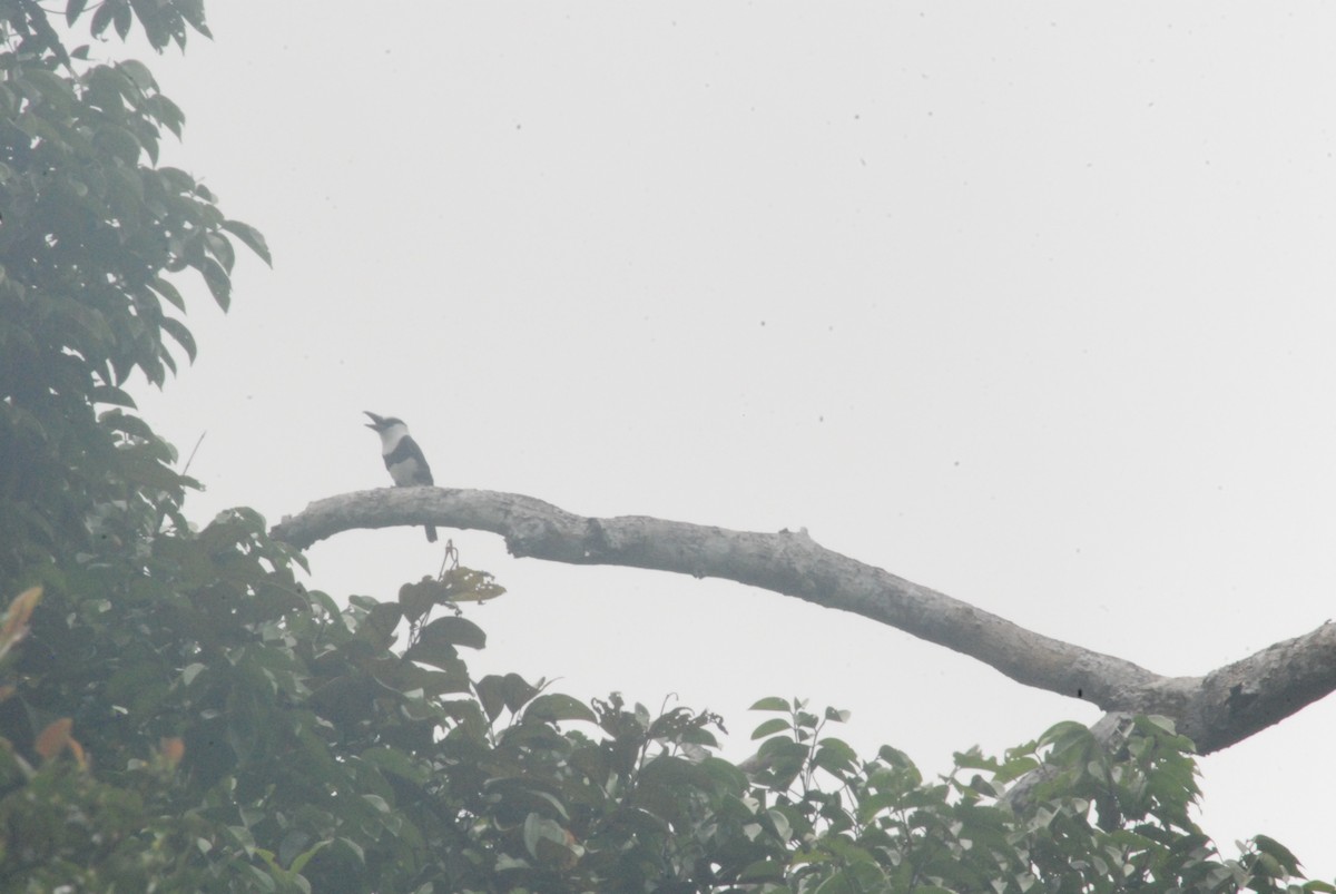 White-necked Puffbird - ML259102331