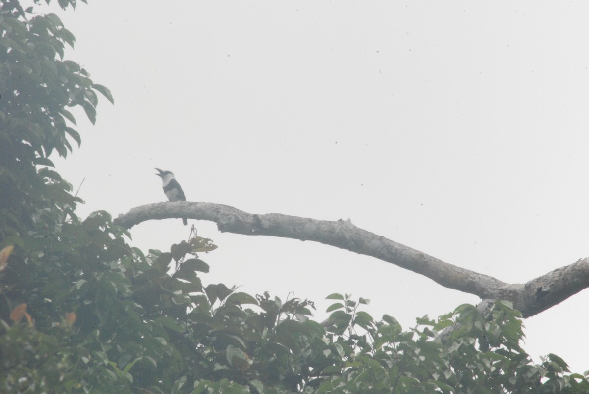 White-necked Puffbird - Daniel Lebbin