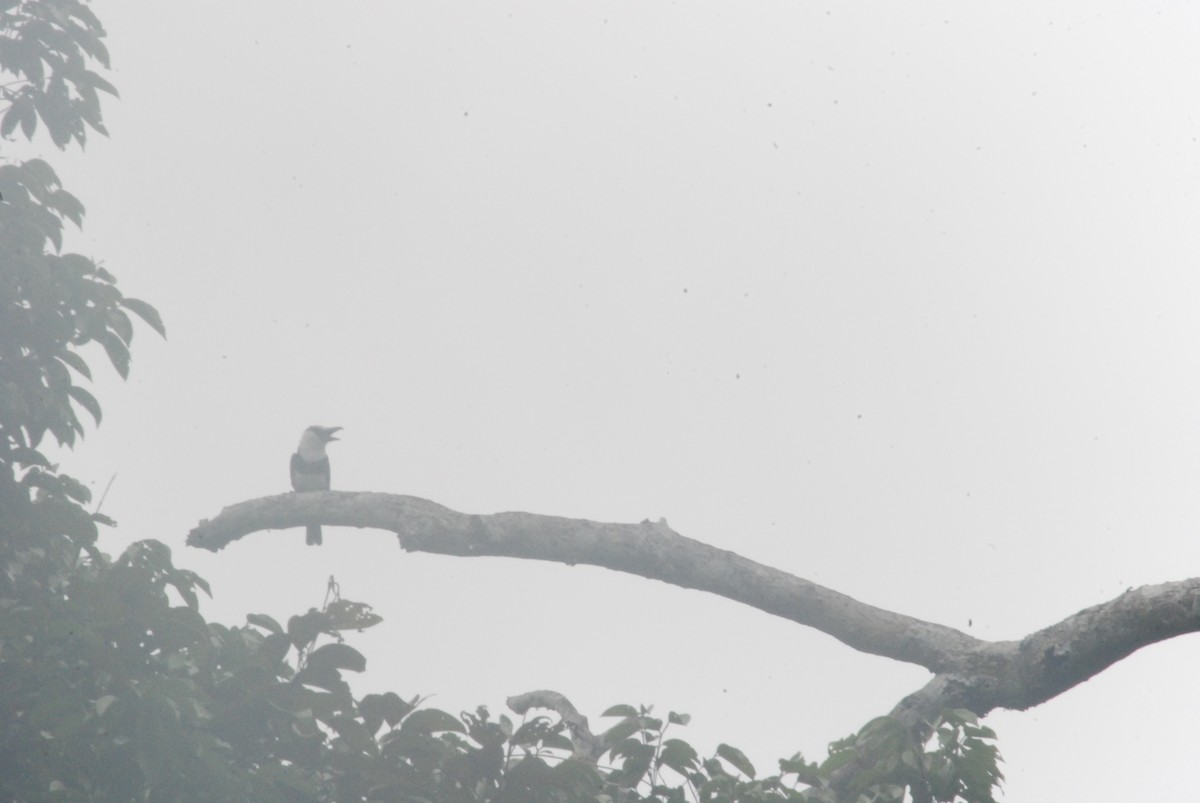 White-necked Puffbird - ML259102351
