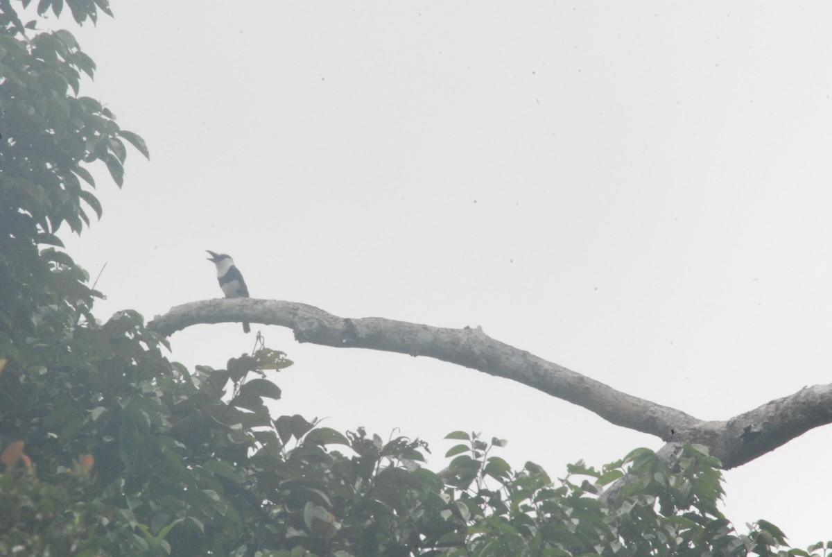White-necked Puffbird - ML259102361
